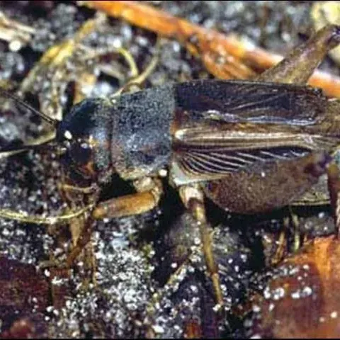 thumbnail for publication: Jamaican Field Cricket, Gryllus assimilis (Fabricius) (Insecta: Orthoptera: Gryllidae)